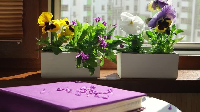 Book  is lying on a white table against the background of blooming pansies placed on  the windowsill of an open loggia window