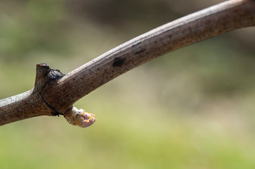 First spring leaves on a trellised vine growing in vineyard, Bordeaux, France
