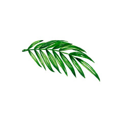 Watercolor illustration of date palm leaves drawn by hand