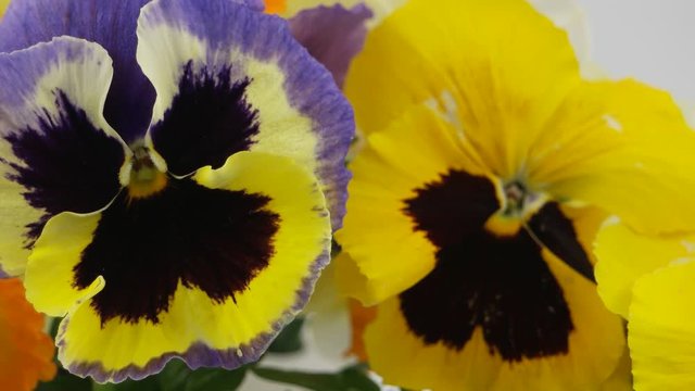 Multicolored large flowers of pansies, background