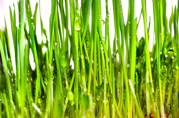 Fototapeta na wymiar fresh green grass natural background