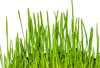 fresh green grass natural background