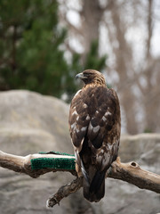 A Golden Eagle Perched on a Limb with Back to Camera