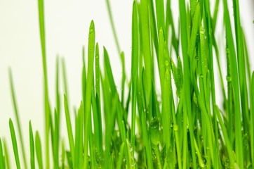 Fototapeta na wymiar fresh green grass natural background