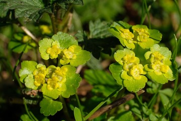 śledziennica skrętolistna Chrysosplenium alternifolium - malutkie żółto-zielone wiosenne kwiatki - obrazy, fototapety, plakaty