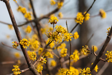 beautiful flowers in nature in the botanical garden