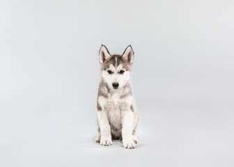 Cute Husky puppy on light background