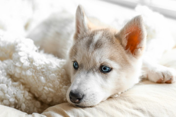 Cute Husky puppy resting at home