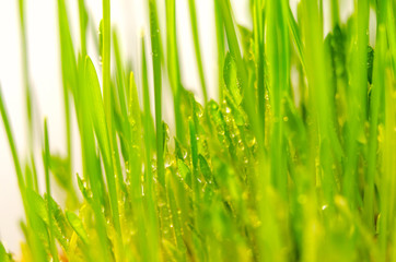 fresh green grass natural background