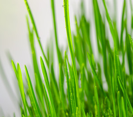 fresh green grass natural background