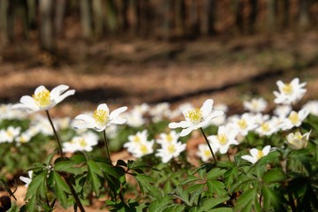 Zawilec gajowy (Anemone nemorosa)