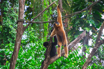 Yellow-cheeked gibbons dangling in Singapore zoo
