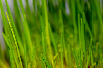 Obraz na płótnie Canvas fresh green grass natural background