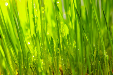 Plakat fresh green grass natural background