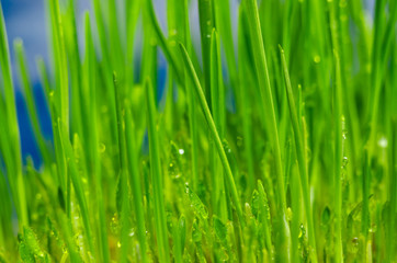 fresh green grass natural background