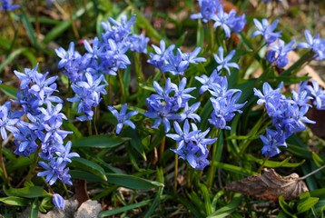 Fototapeta premium beautiful flowers in nature in the botanical garden