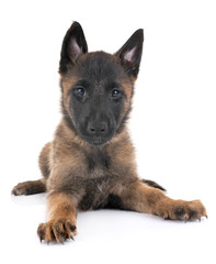 puppy malinois in studio