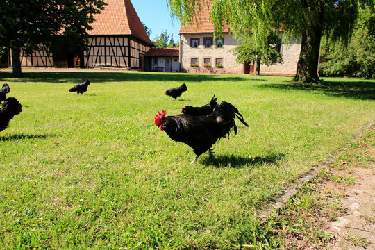 Rooster, Chicken, Breed, Black Australorps, Thuringia, Germany, Europe