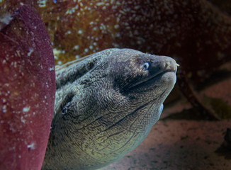 Moray eel portrait