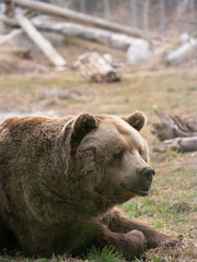 Naklejka premium Close Up of the Head and Chest of a Captive Grizzly Bear