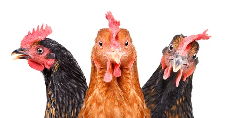 Foto op Plexiglas Portret van drie kippen, close-up, geïsoleerd op een witte achtergrond © sonsedskaya