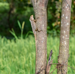 lizard on tree trunk