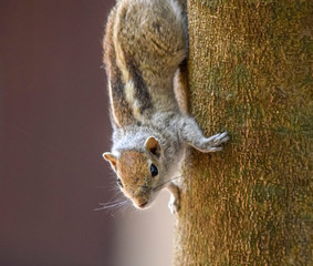 Squirrel on tree trunk © PRILL Mediendesign