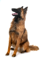 belgian shepherd tervueren