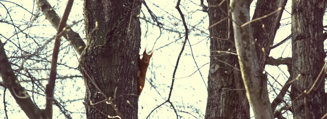 Squirrel hiding on a tree.