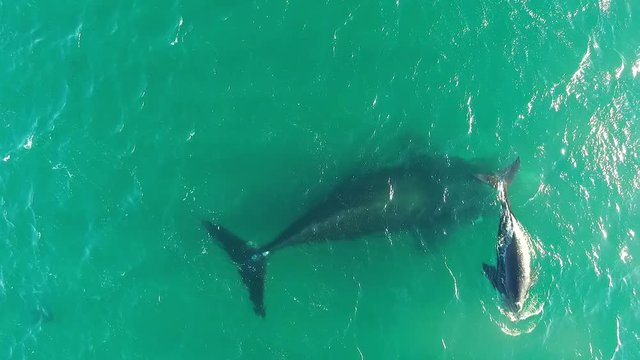 Baby Ballena breathes with her mother in the warm waters of Golfo Nuevo in Puerto Madryn, Chubut, Argentina