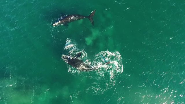 Drone Films Whales play in a very low sea. One hits her fin to get the attention of the other.