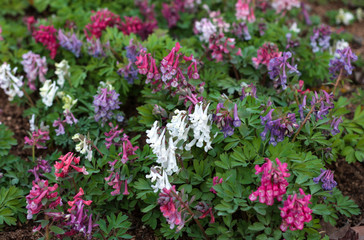 Obraz premium beautiful flowers in nature in the botanical garden