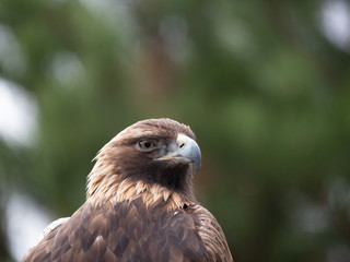 Close Up of the Head and Chest of a Golden Eagle With an Intense Gaze