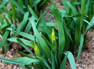 Obraz premium beautiful flowers in nature in the botanical garden