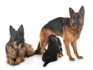family german shepherd