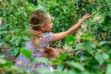 young girl picking blueberries