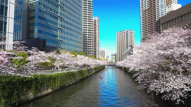 満開の桜（目黒川）16