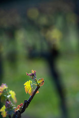 First spring leaves on a trellised vine growing in vineyard, Bordeaux, France