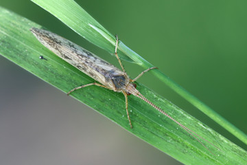 Caddisfly, also called sedge-fly or rail-fly