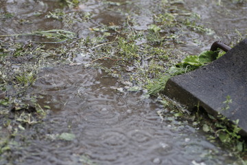 Wet weed in the rain. rain made puddle on the ground.