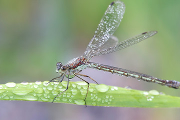Fototapeta premium Lestes sponsa, known as the emerald damselfly or common spreadwing