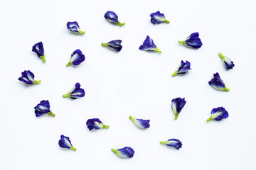 Butterfly pea flower on white