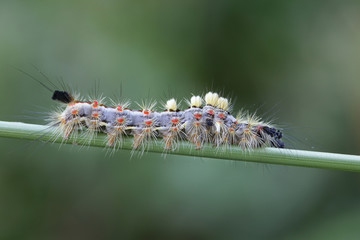 Rusty tussock moth or vapourer, Orgyia antiqua