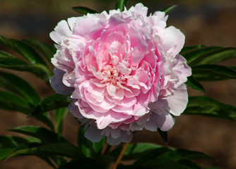 beautiful flowers in nature in the botanical garden