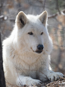 Close Up of the Head and Front Paws of a Gray Wolf