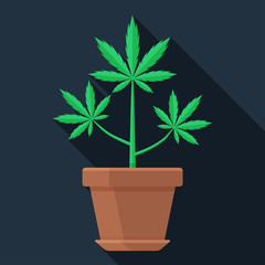 Marijuana plant in the pot flat vector icon. Colorful illustration of growing weed. Green cannabis leaves.