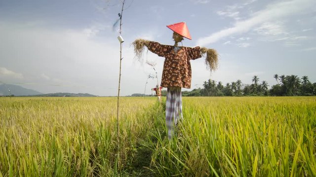 Timelapse rice paddy field and scarecrow in Malaysi background.