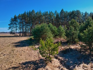 Forest in Minsk region of Belarus