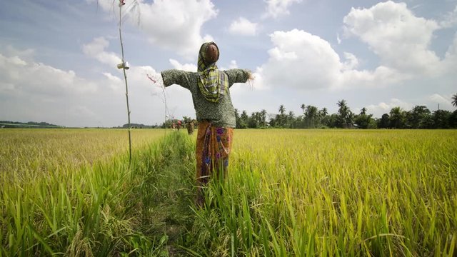Timelapse Scarecrow On Rice Field With Blue Sky