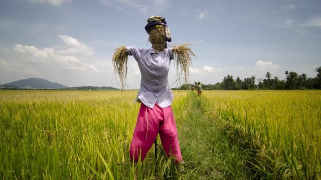 Timelapse traditional Malay clothes scarewcrow in the paddy field.